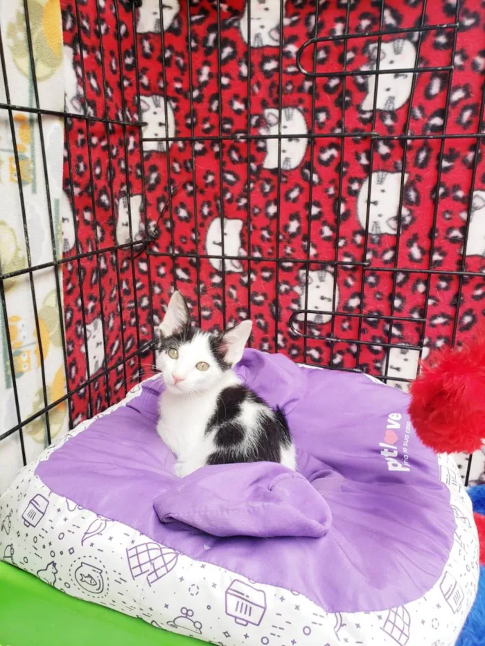 Gato raça SRD-ViraLata idade 2 a 6 meses nome Habib