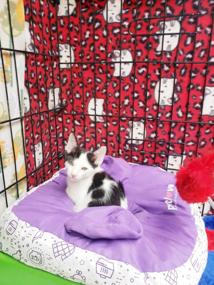 Gato raça SRD-ViraLata idade 2 a 6 meses nome Habib