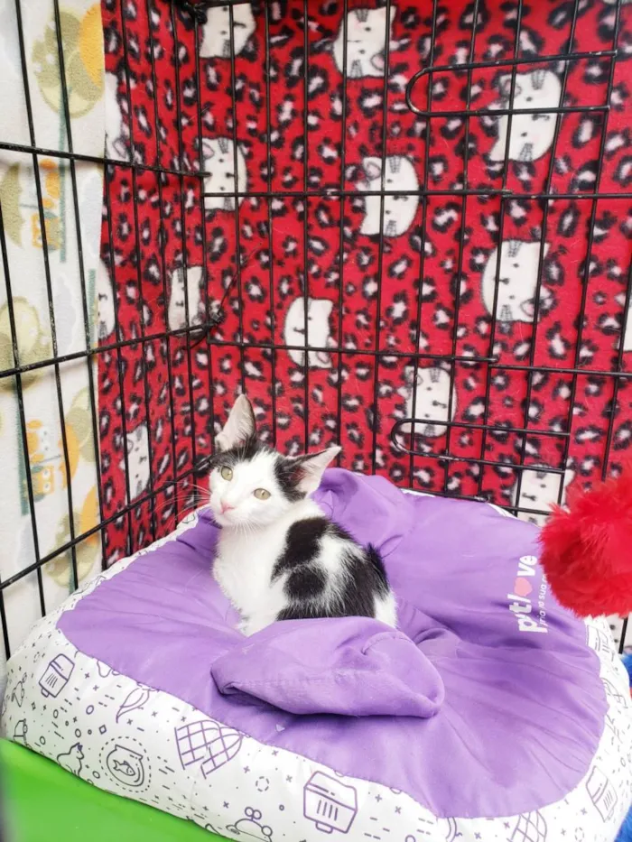 Gato raça SRD-ViraLata idade 2 a 6 meses nome Habib