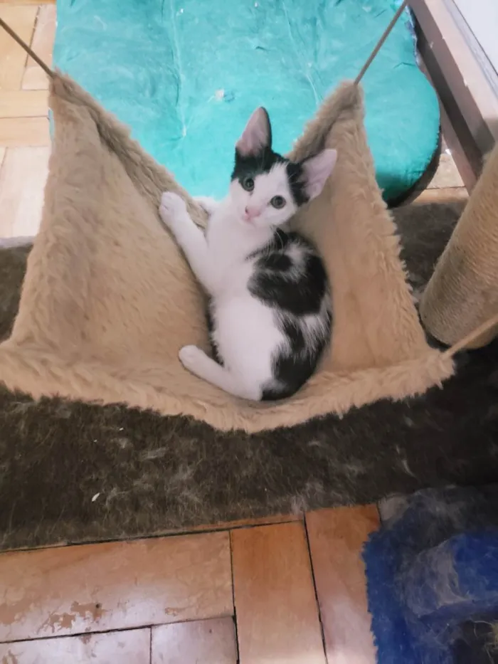 Gato raça SRD-ViraLata idade 2 a 6 meses nome Habib