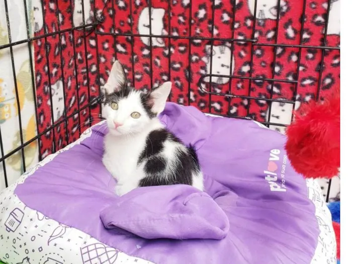 Gato raça SRD-ViraLata idade 2 a 6 meses nome Habib