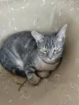 Zequinha 
