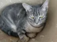 Zequinha 