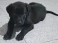 Baby