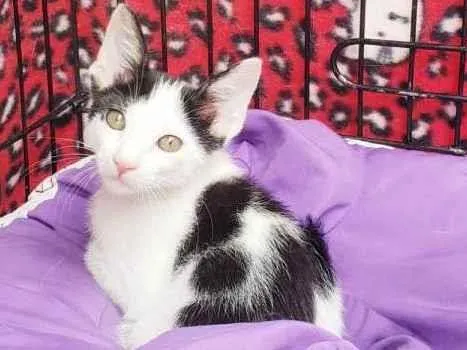 Gato raça SRD-ViraLata idade 2 a 6 meses nome Habib