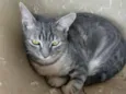 Zequinha 