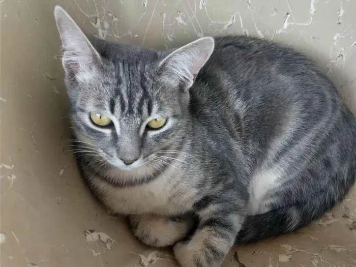 Gato ra a SRD-ViraLata idade 1 ano nome Zequinha 