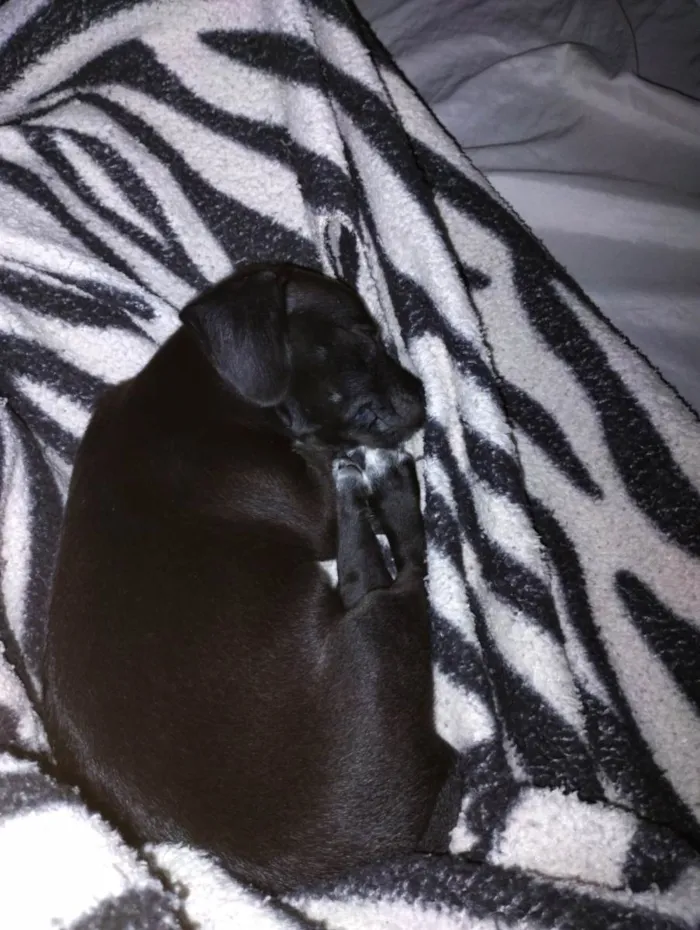 Cachorro ra a SRD-ViraLata idade 2 a 6 meses nome Billy