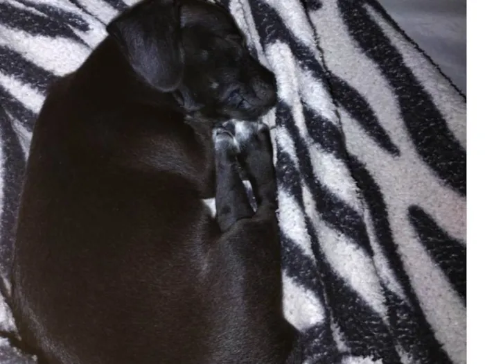 Cachorro ra a SRD-ViraLata idade 2 a 6 meses nome Billy