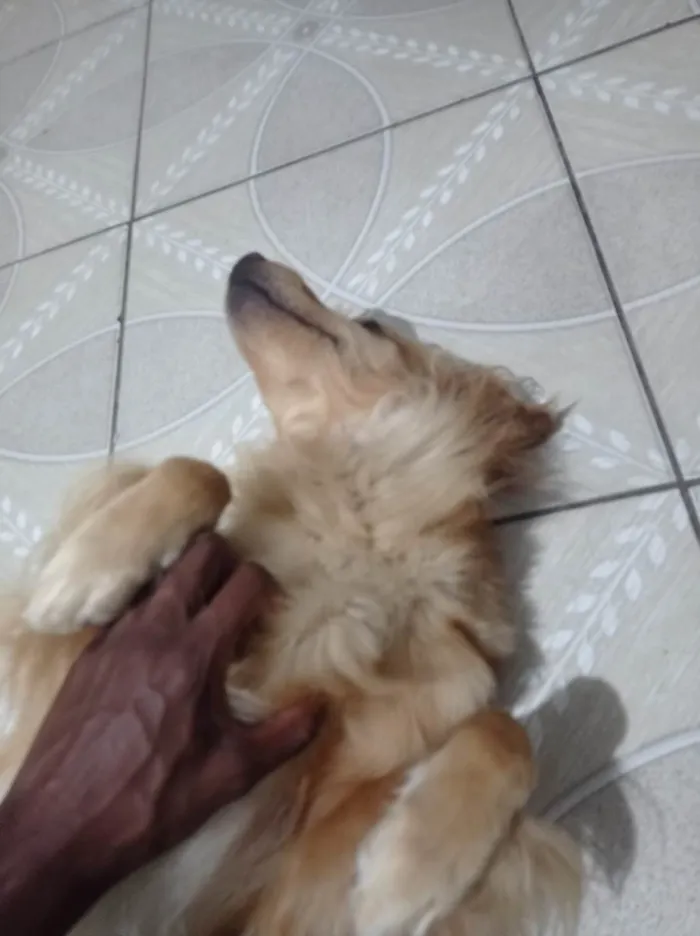 Cachorro ra a SRD-ViraLata idade 2 a 6 meses nome Toddy