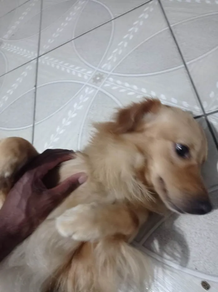 Cachorro ra a SRD-ViraLata idade 2 a 6 meses nome Toddy