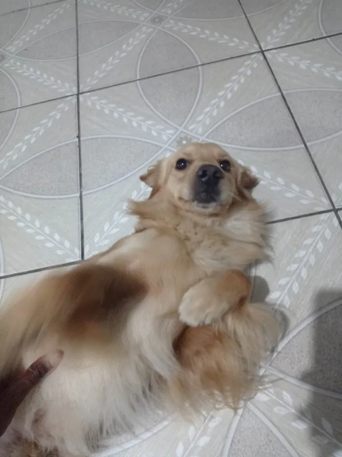 Cachorro ra a SRD-ViraLata idade 2 a 6 meses nome Toddy