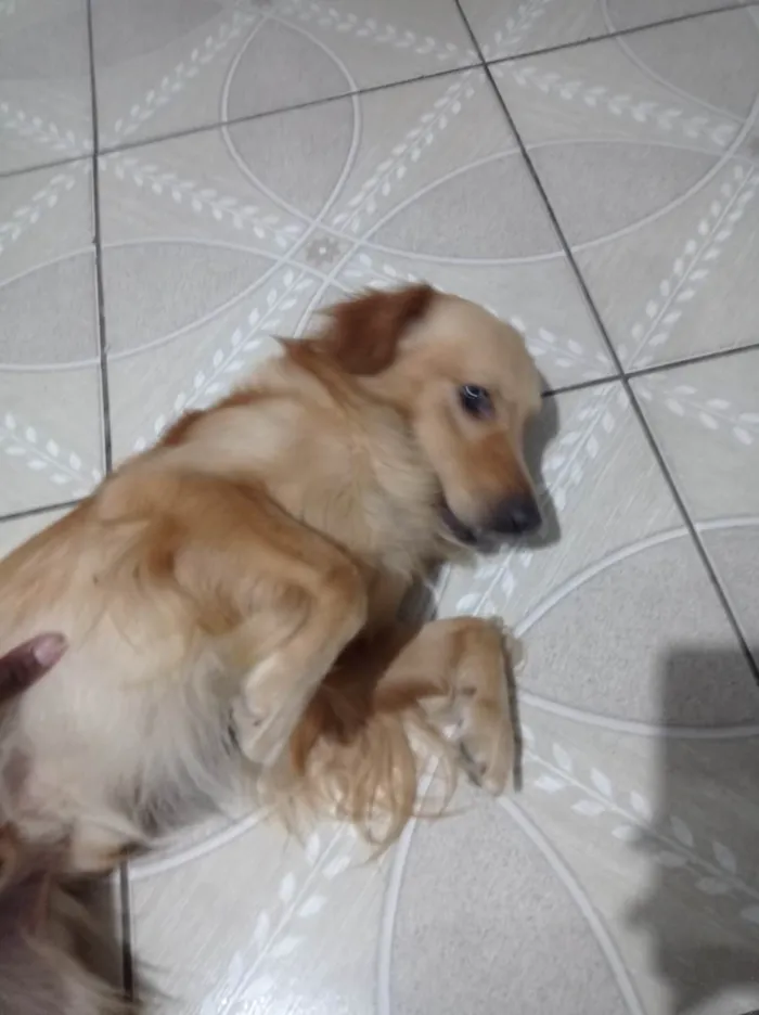 Cachorro ra a SRD-ViraLata idade 2 a 6 meses nome Toddy