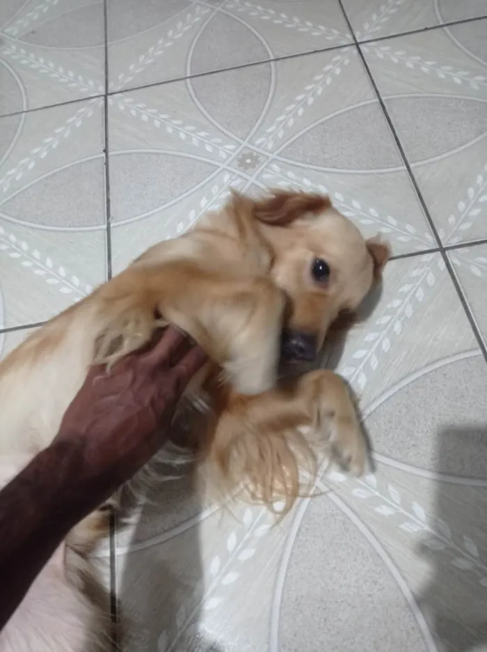 Cachorro ra a SRD-ViraLata idade 2 a 6 meses nome Toddy