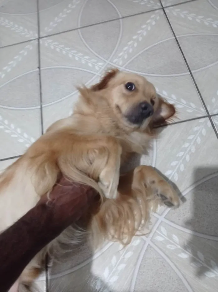 Cachorro ra a SRD-ViraLata idade 2 a 6 meses nome Toddy