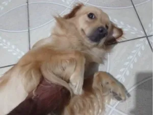 Cachorro raça SRD-ViraLata idade 2 a 6 meses nome Toddy