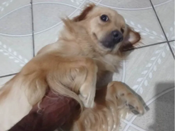 Cachorro ra a SRD-ViraLata idade 2 a 6 meses nome Toddy