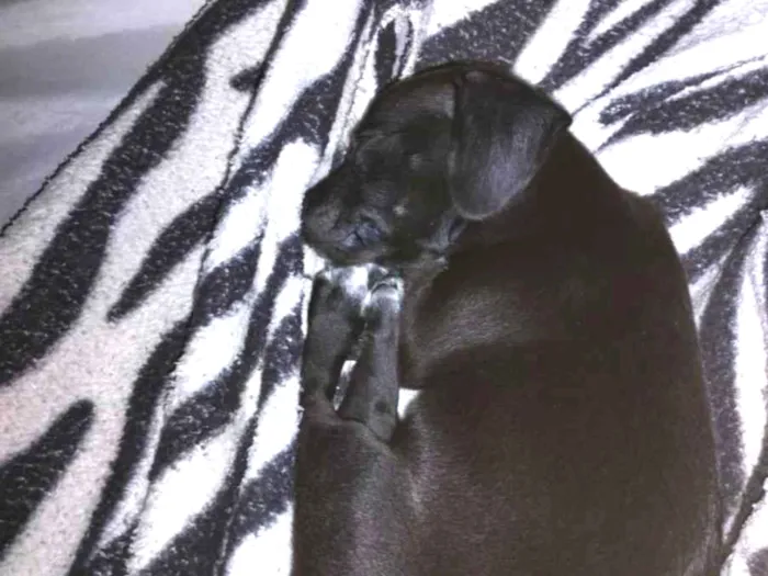 Cachorro ra a SRD-ViraLata idade 2 a 6 meses nome Billy