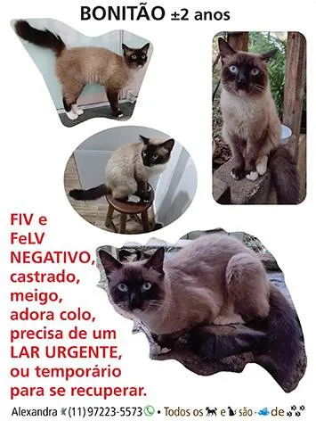 Gato raça SRD-ViraLata idade 2 anos nome Bonitão