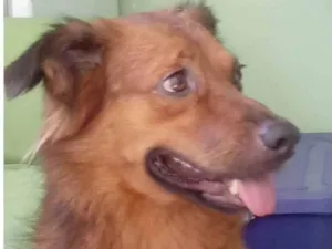 Cachorro raça SRD-ViraLata idade 3 anos nome Milagre