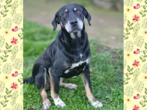 Cachorro raça srd idade 6 ou mais anos nome NATY