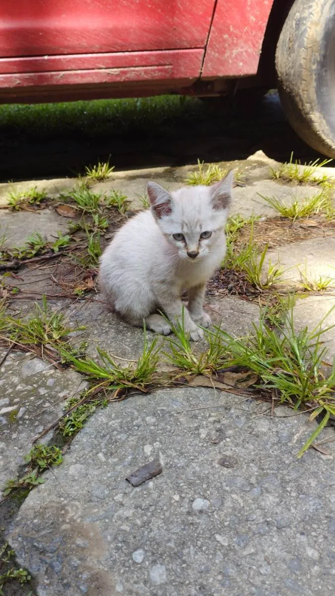 Gato raça SRD-ViraLata idade 2 a 6 meses nome Branquinha 