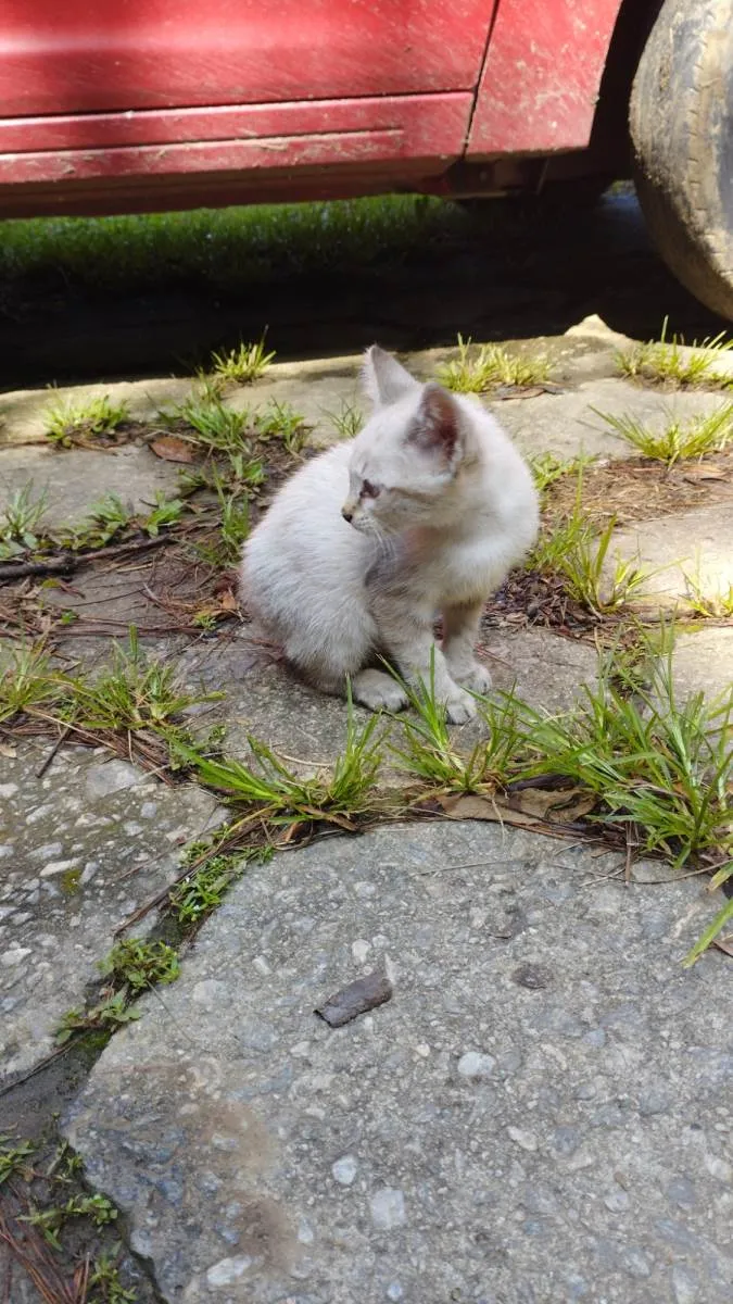 Gato raça SRD-ViraLata idade 2 a 6 meses nome Branquinha 