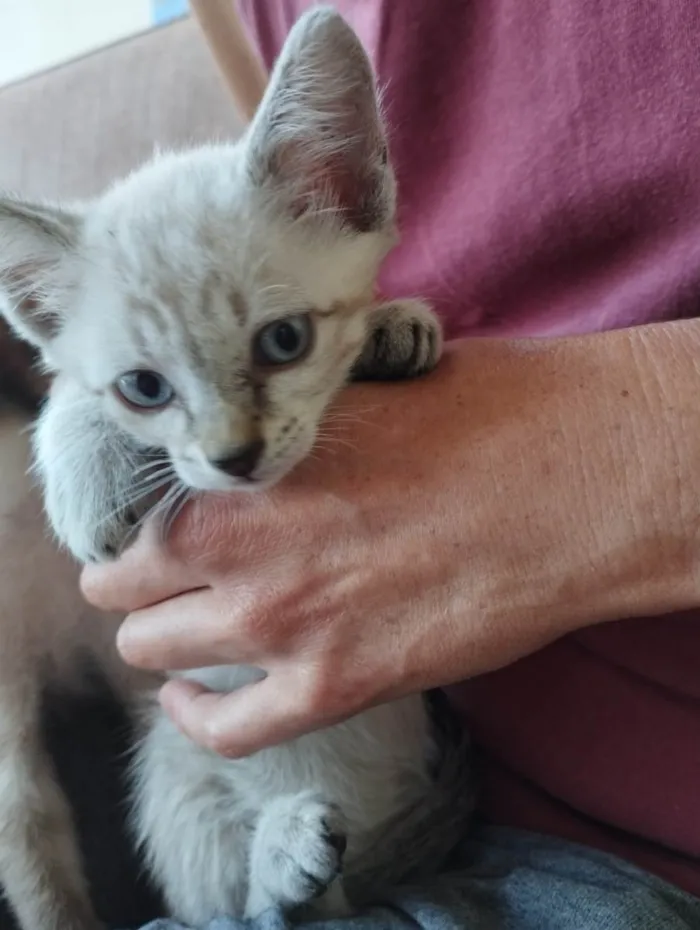 Gato raça SRD-ViraLata idade 2 a 6 meses nome Branquinha 