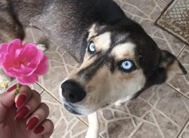 Cachorro ra a Husky Siberiano idade 7 a 11 meses nome Eros 