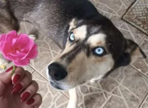 Cachorro raça Husky Siberiano idade 7 a 11 meses nome Eros 