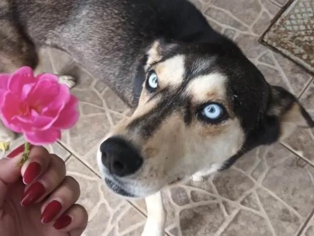 Cachorro ra a Husky Siberiano idade 7 a 11 meses nome Eros 