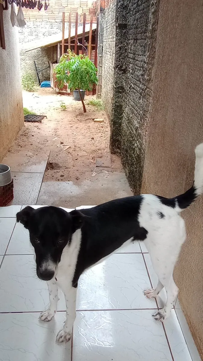 Cachorro raça SRD-ViraLata idade 7 a 11 meses nome Judite 