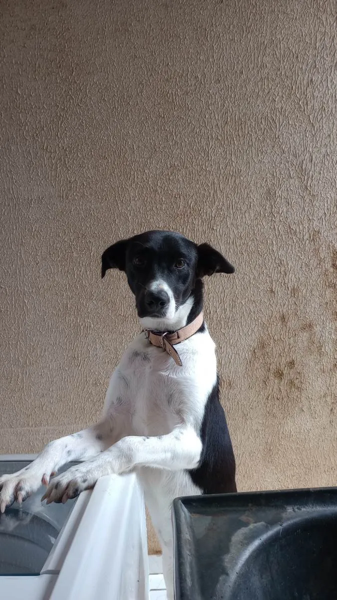 Cachorro raça SRD-ViraLata idade 7 a 11 meses nome Judite 