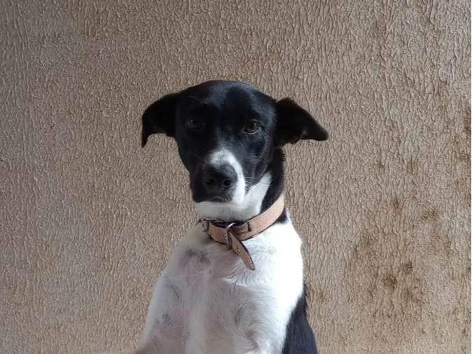 Cachorro raça SRD-ViraLata idade 7 a 11 meses nome Judite 