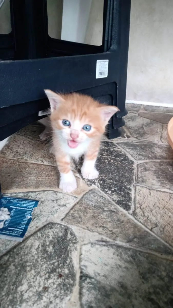 Gato ra a SRD-ViraLata idade Abaixo de 2 meses nome Solzinho 