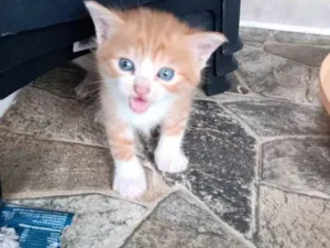 Gato raça SRD-ViraLata idade Abaixo de 2 meses nome Solzinho 