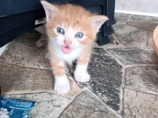 Gato ra a SRD-ViraLata idade Abaixo de 2 meses nome Solzinho 