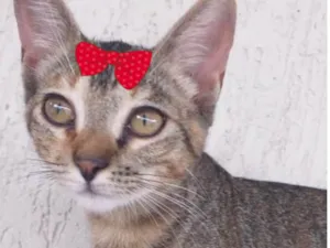 Gato raça Mestica  idade 2 a 6 meses nome Megan 