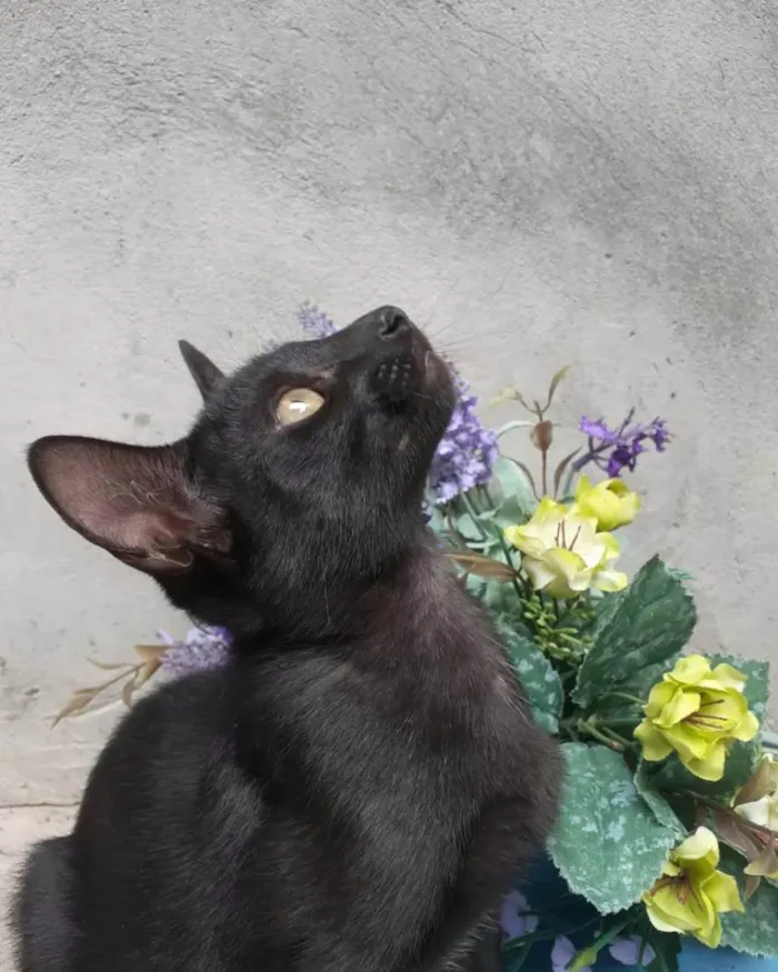 Gato raça SRD-ViraLata idade 2 a 6 meses nome Gato Preto