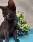 Gato Preto