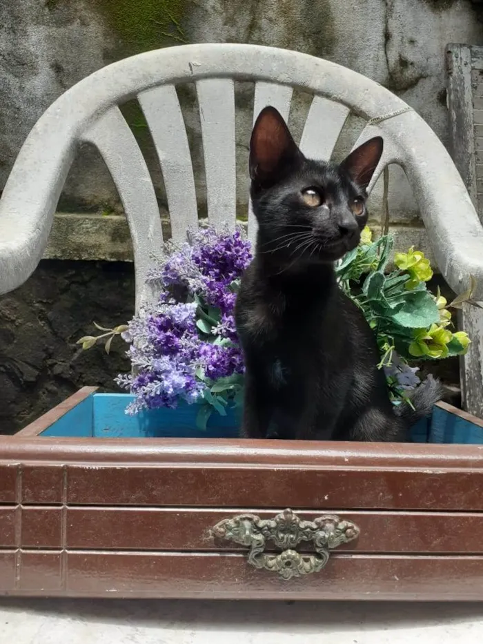 Gato raça SRD-ViraLata idade 2 a 6 meses nome Gato Preto