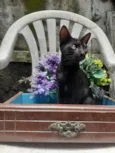 Gato Preto