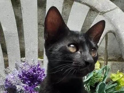 Gato raça SRD-ViraLata idade 2 a 6 meses nome Gato Preto