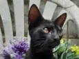 Gato Preto