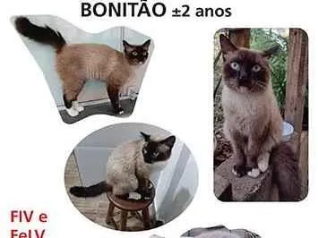 Gato raça SRD-ViraLata idade 2 anos nome Bonitão