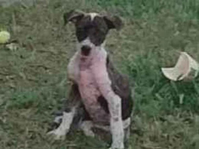 Cachorro ra a Pit-Bull-Cruza idade 2 a 6 meses nome Pulga