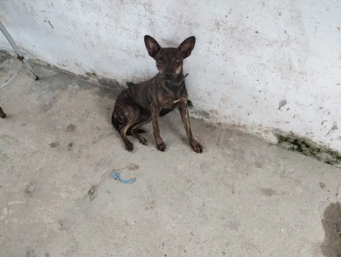 Cachorro ra a Outra  idade 1 ano nome Meg