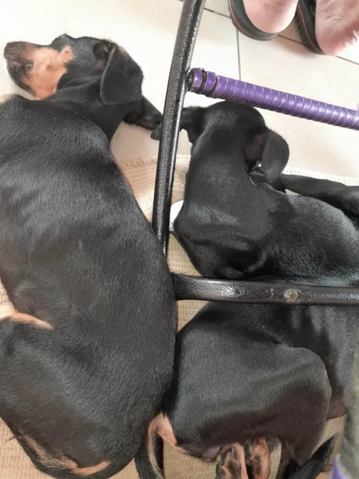 Cachorro ra a SRD-ViraLata idade 2 a 6 meses nome Não tem 