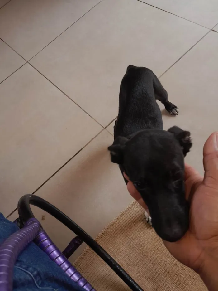 Cachorro ra a SRD-ViraLata idade 2 a 6 meses nome Não tem 