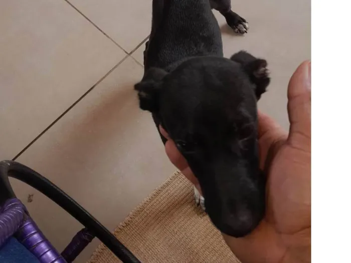 Cachorro ra a SRD-ViraLata idade 2 a 6 meses nome Não tem 